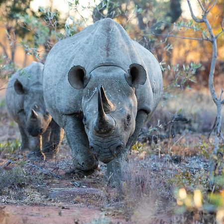 Nedile Lodge Welgevonden Game Reserve Exteriér fotografie