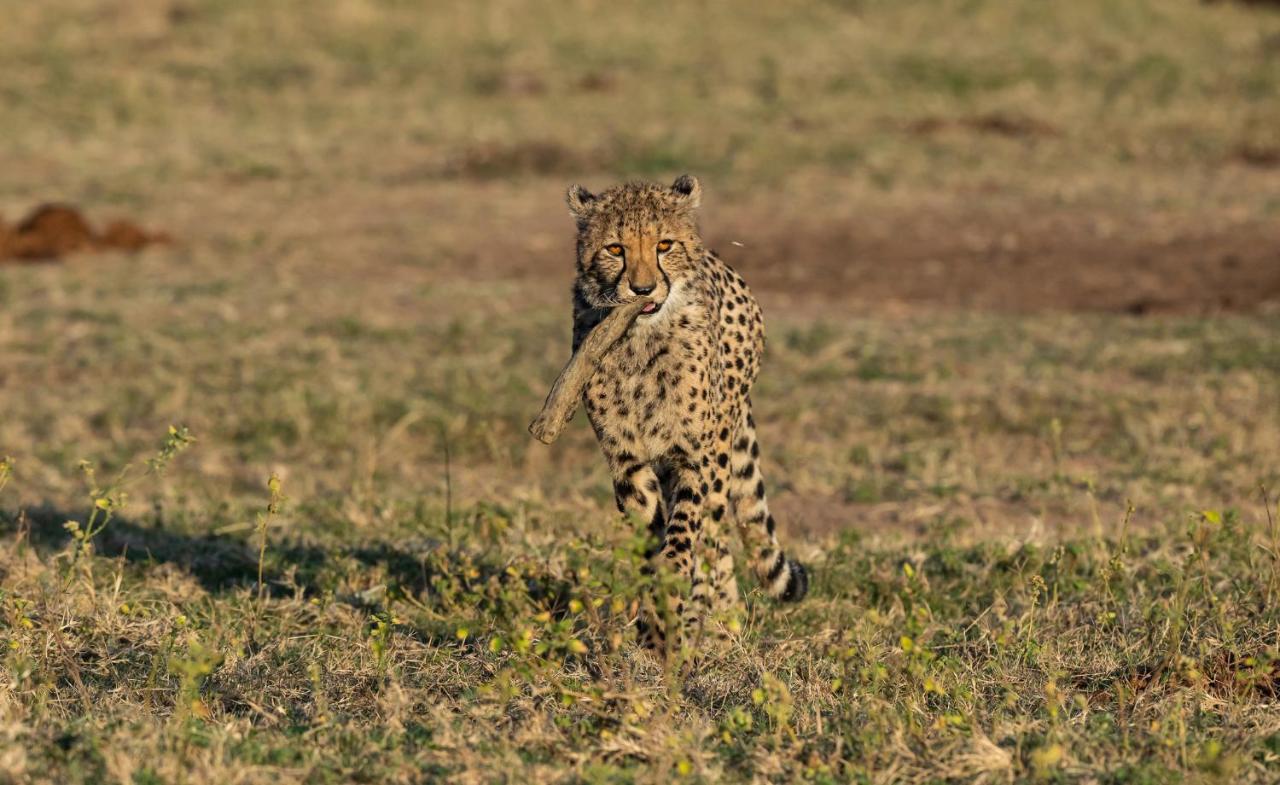 Nedile Lodge Welgevonden Game Reserve Exteriér fotografie