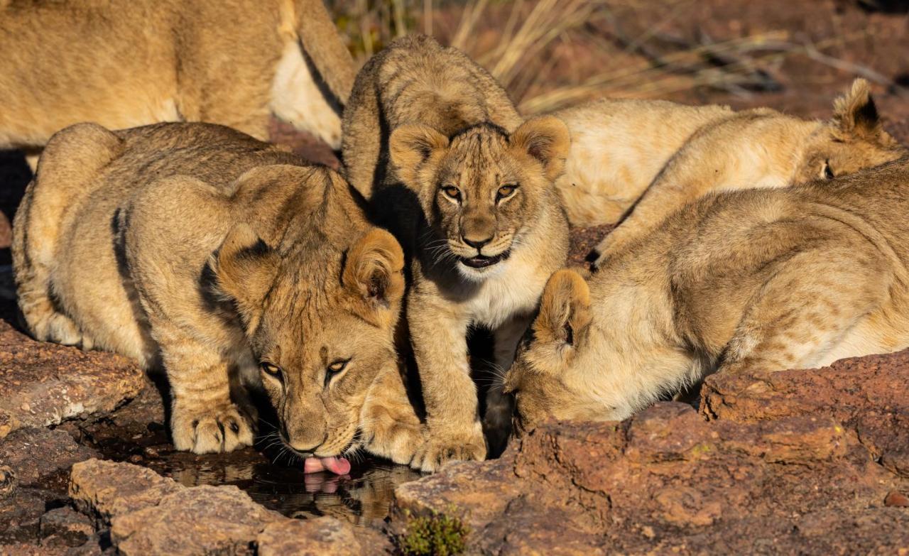 Nedile Lodge Welgevonden Game Reserve Exteriér fotografie