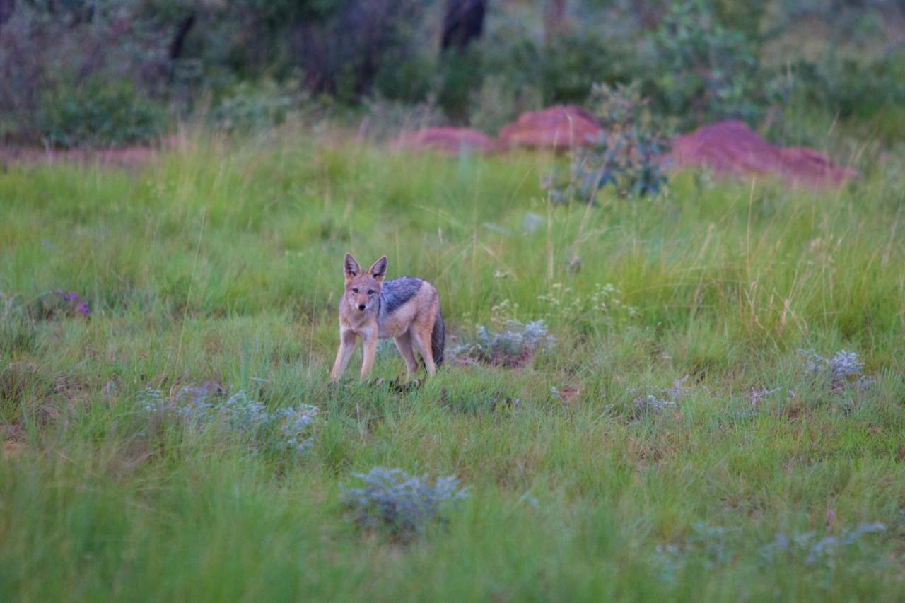 Nedile Lodge Welgevonden Game Reserve Exteriér fotografie