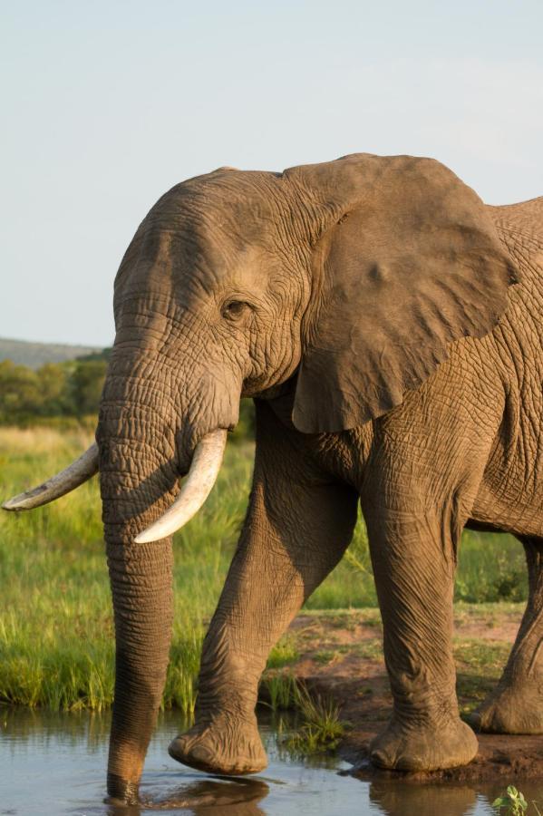 Nedile Lodge Welgevonden Game Reserve Exteriér fotografie