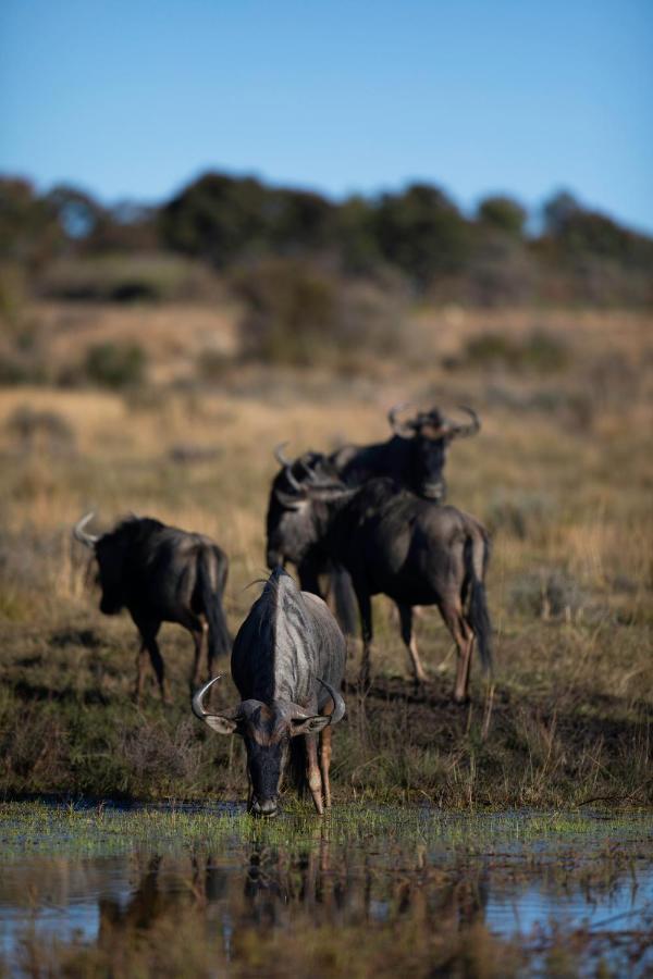 Nedile Lodge Welgevonden Game Reserve Exteriér fotografie