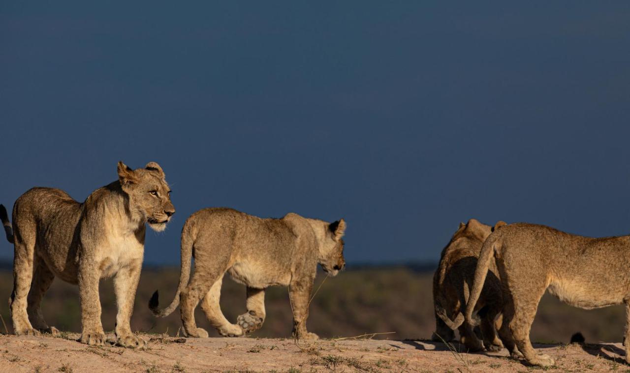 Nedile Lodge Welgevonden Game Reserve Exteriér fotografie