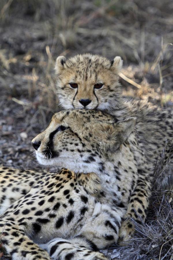 Nedile Lodge Welgevonden Game Reserve Exteriér fotografie