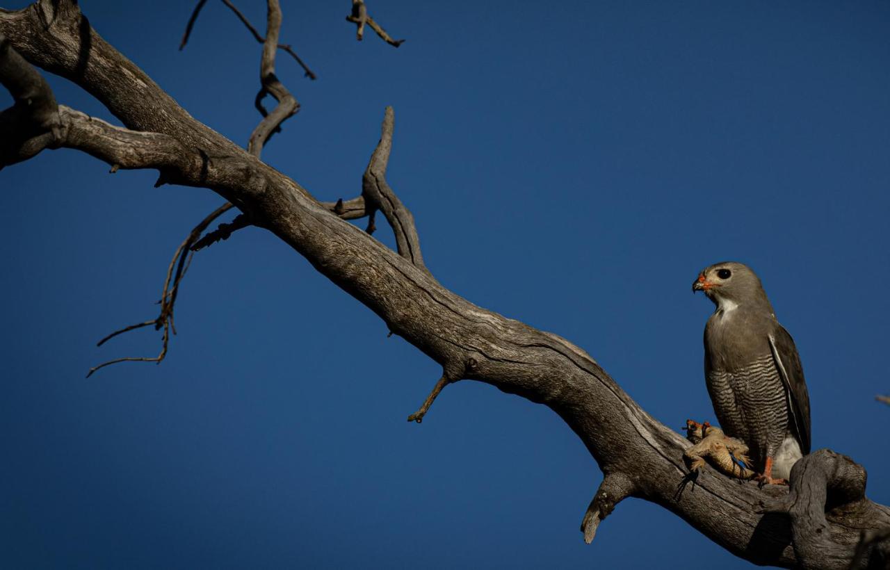 Nedile Lodge Welgevonden Game Reserve Exteriér fotografie