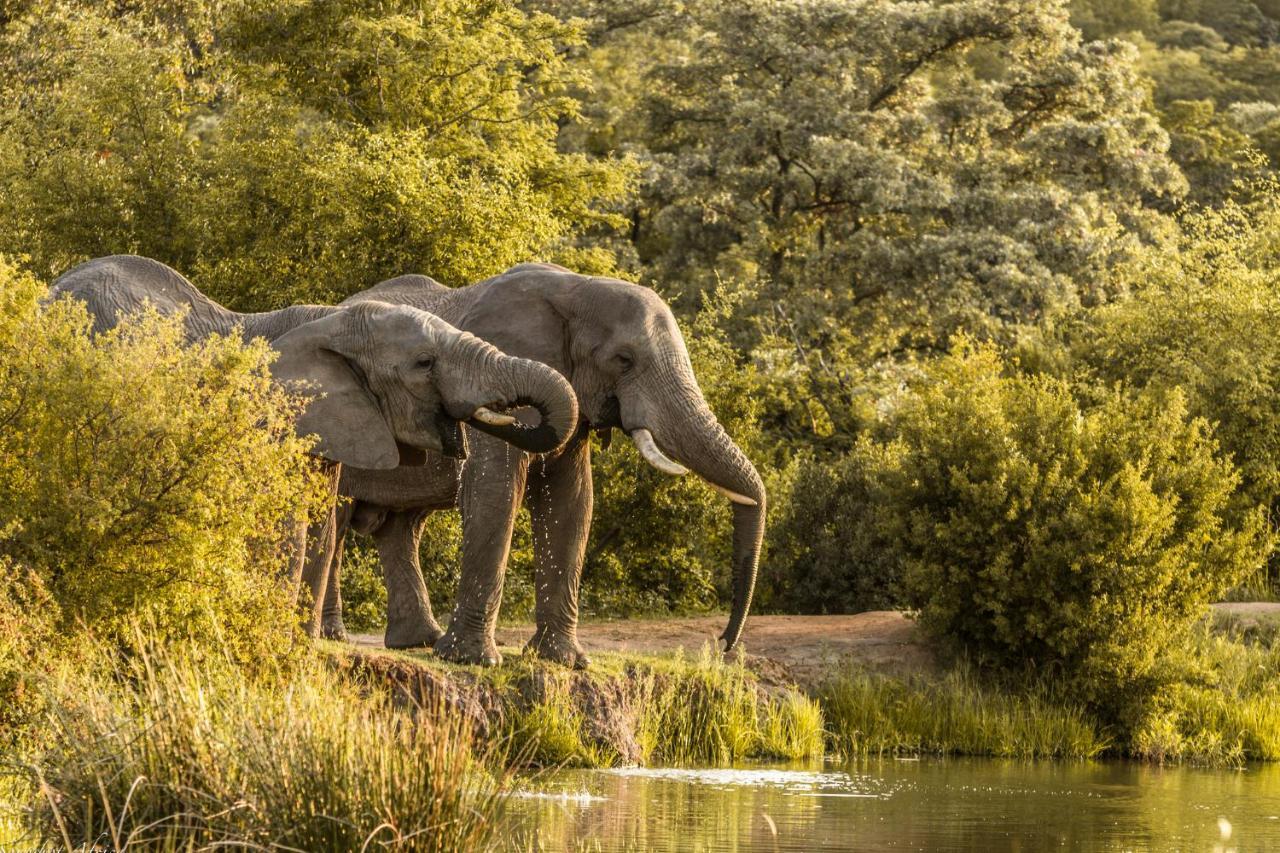 Nedile Lodge Welgevonden Game Reserve Exteriér fotografie