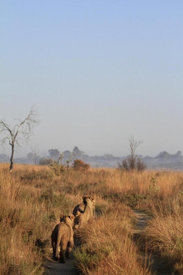 Nedile Lodge Welgevonden Game Reserve Exteriér fotografie