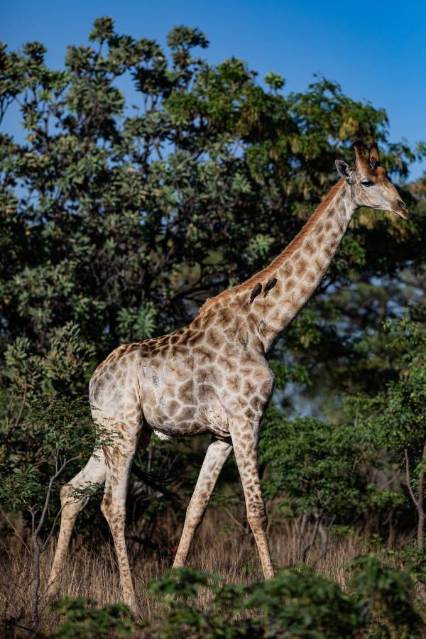Nedile Lodge Welgevonden Game Reserve Exteriér fotografie