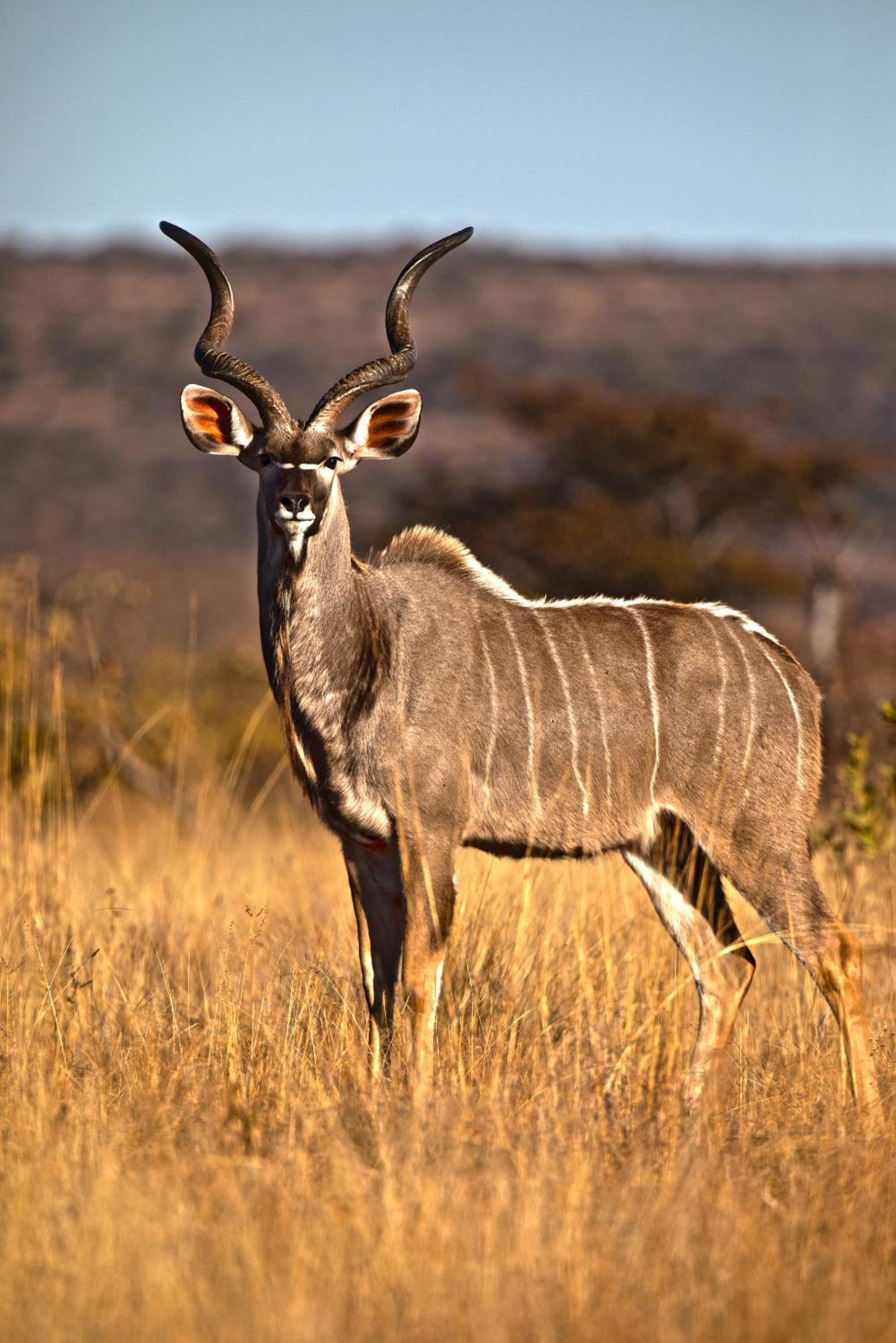 Nedile Lodge Welgevonden Game Reserve Exteriér fotografie