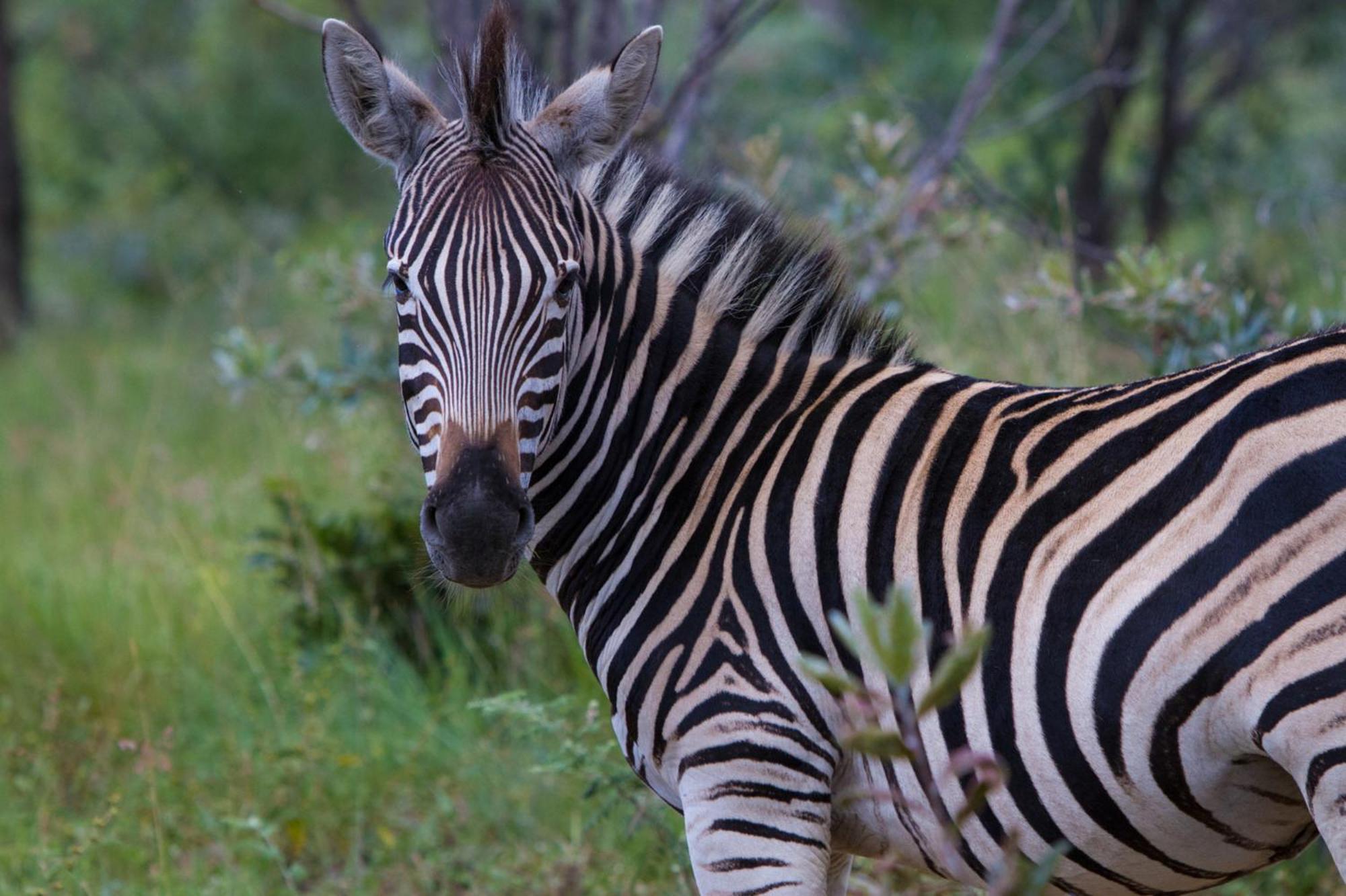 Nedile Lodge Welgevonden Game Reserve Exteriér fotografie
