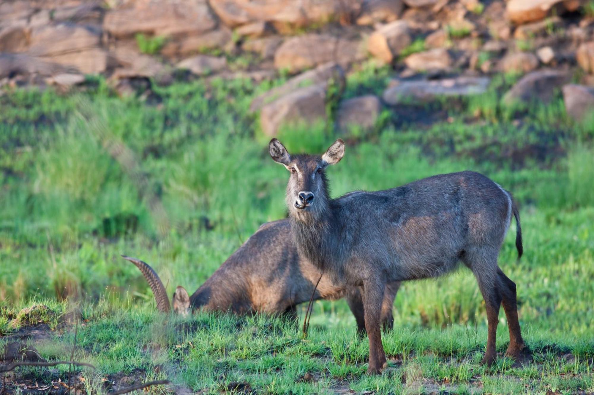 Nedile Lodge Welgevonden Game Reserve Exteriér fotografie