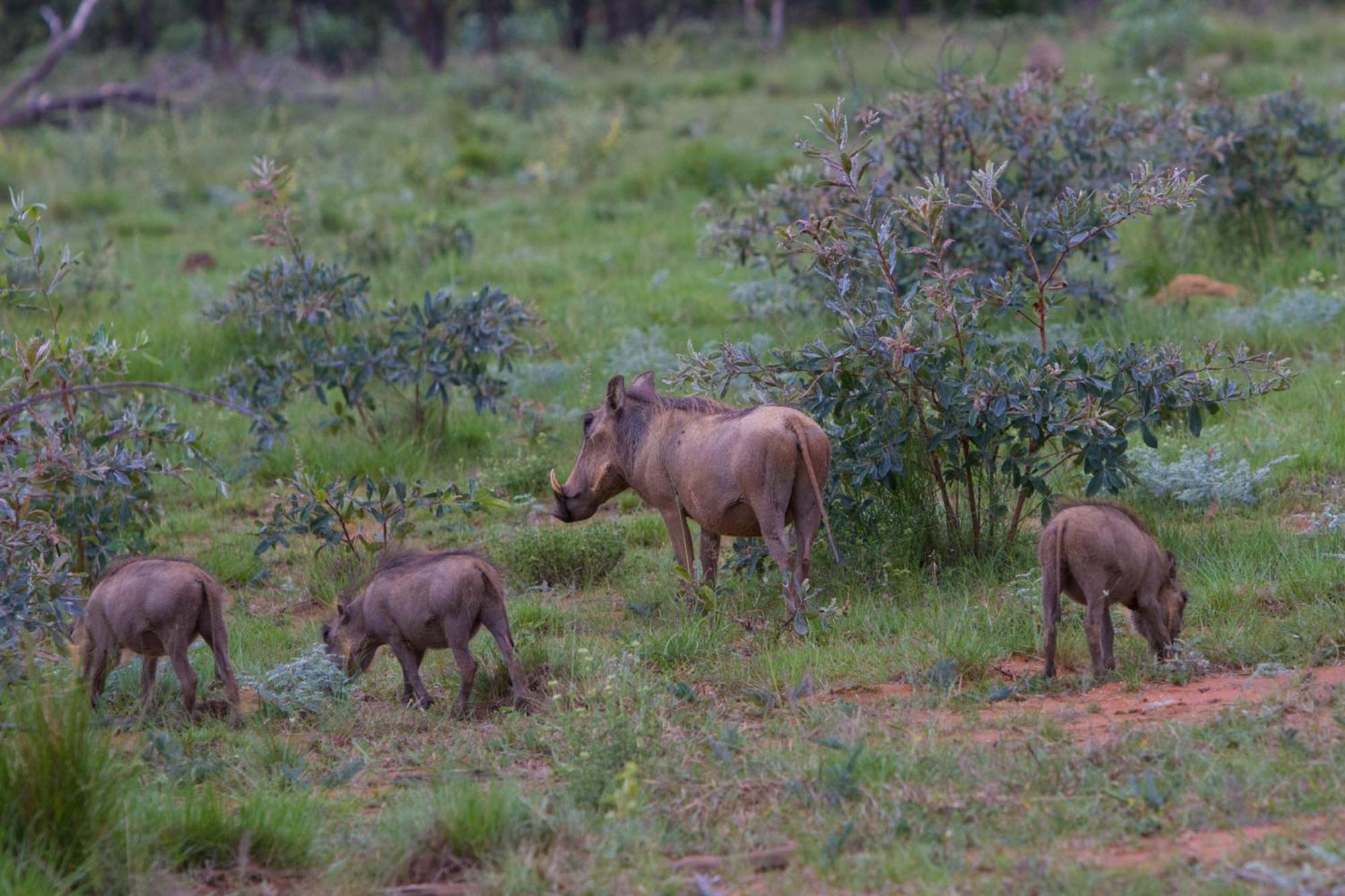 Nedile Lodge Welgevonden Game Reserve Exteriér fotografie