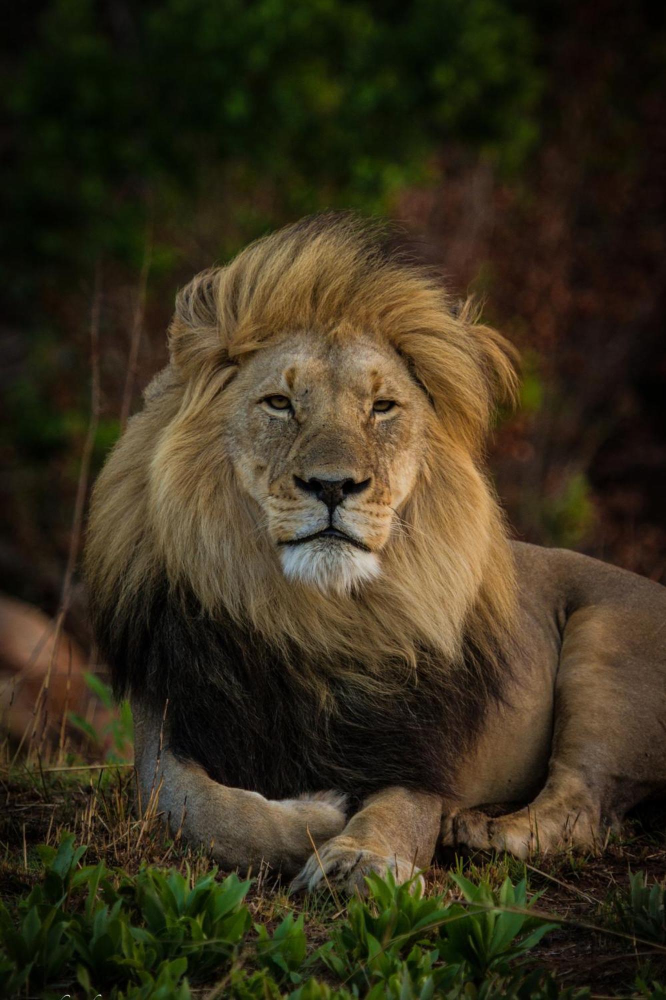 Nedile Lodge Welgevonden Game Reserve Exteriér fotografie